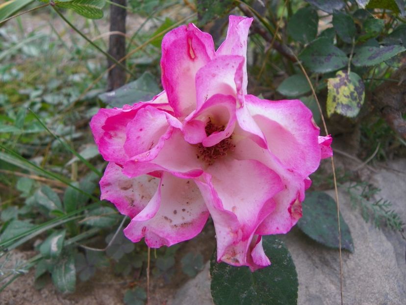 Bordure Rose - Trandafiri 2018 5