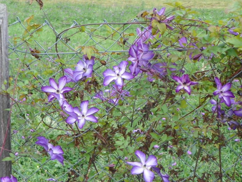 clematis Venosa Violacea - Dobarland 2018 3