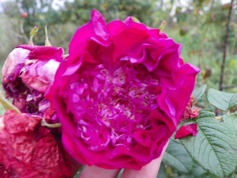 Souvenir de Trelaze - Trandafiri 2018 5