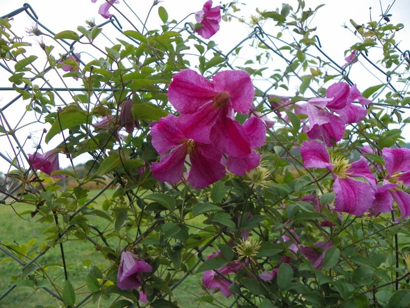 clematis Krakowiak - Dobarland 2018 3