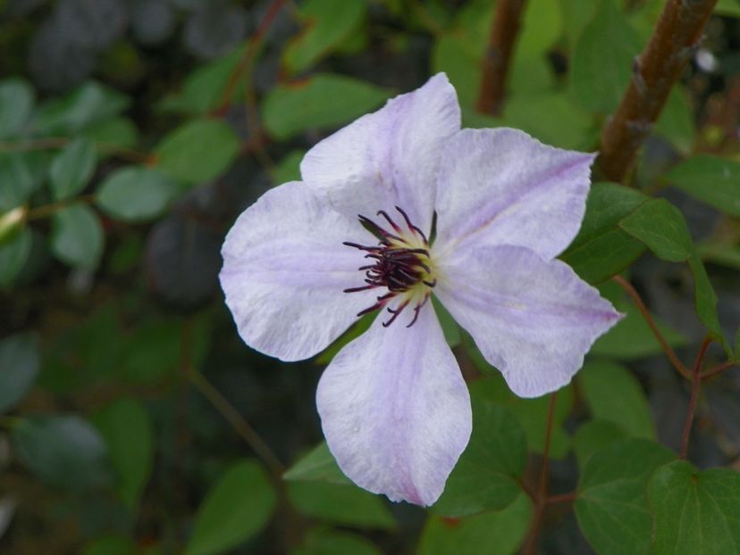 clematis Skyfall - Dobarland 2018 3
