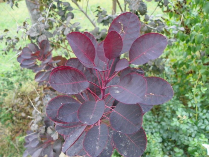 cotinus coggyria Royal Purple - Dobarland 2018 3