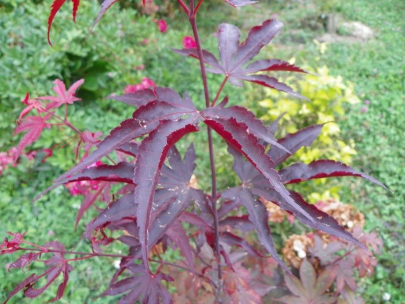 acer palmatum Trompenburg - Dobarland 2018 3