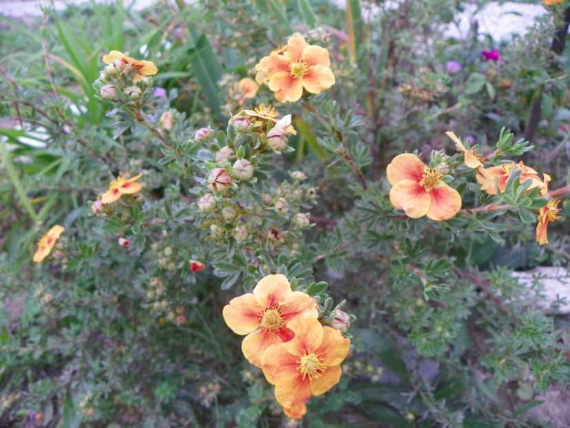 potentilla fruticosa Mango Tango - Dobarland 2018 3