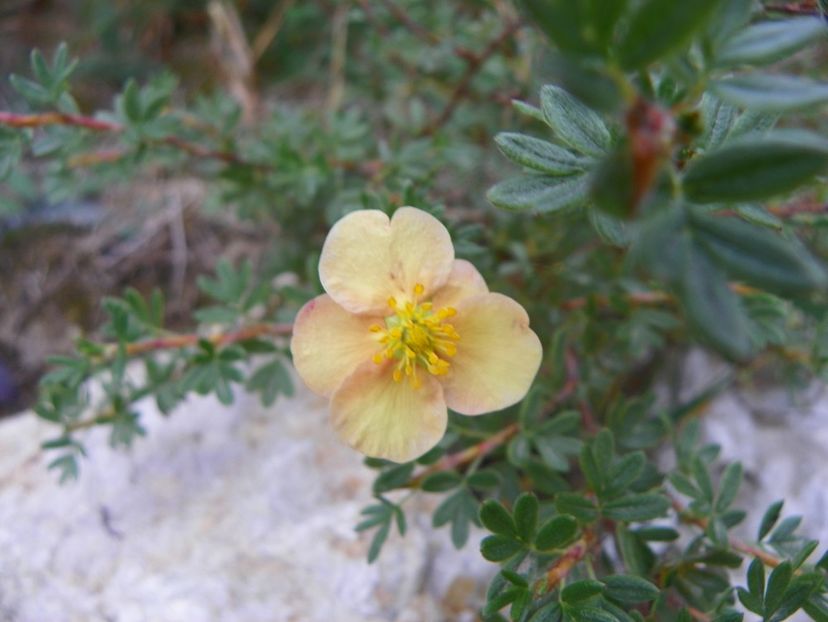 potentilla fruticosa Sunset? - Dobarland 2018 3