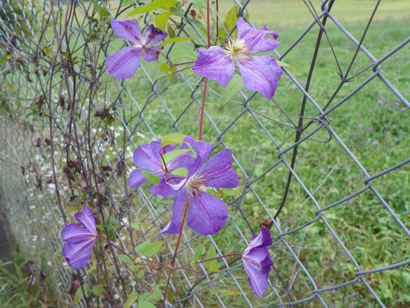 clematis Solina - Dobarland 2018 3