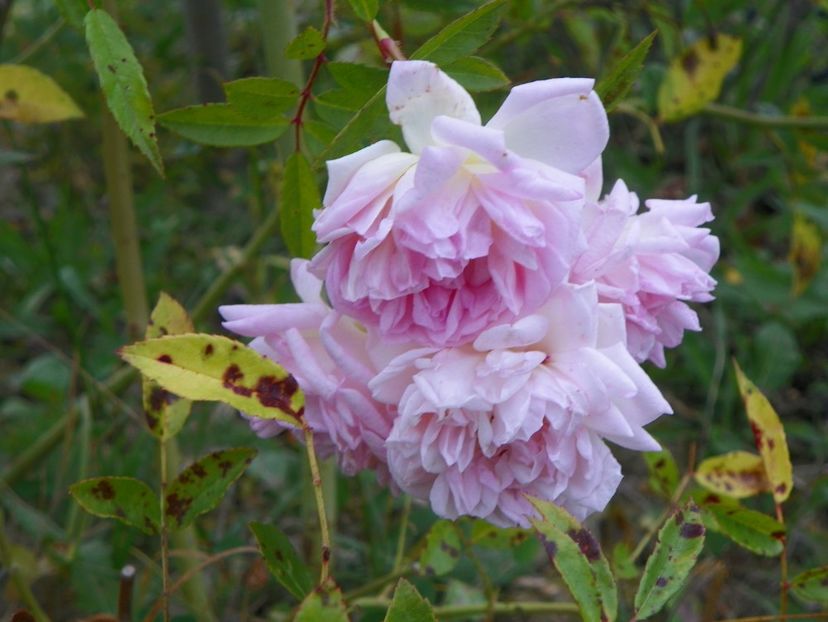 Ghislaine Feuerwerk - Trandafiri 2018 5