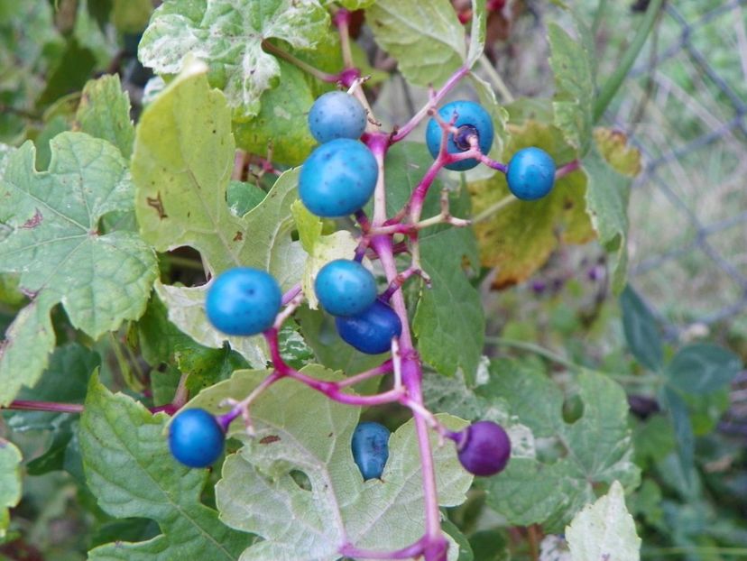 ampelopsis Elegans - Dobarland 2018 3