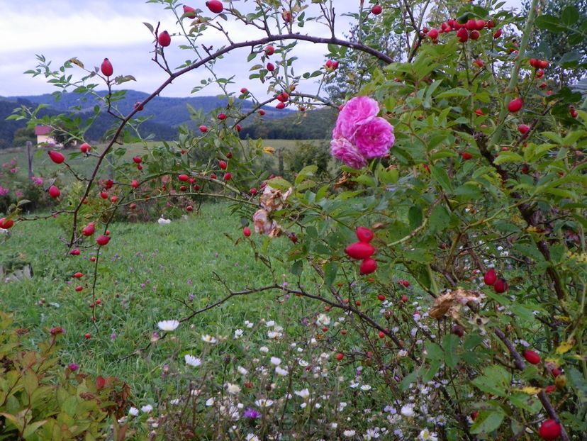 rosa canina si Pink Ghislaine de Feligonde - Dobarland 2018 3