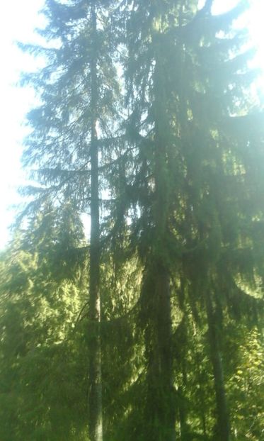 IMG-20180924-WA0049 - Un weekend la munte REZERVAȚIA NATURALĂ APUSENI 2018