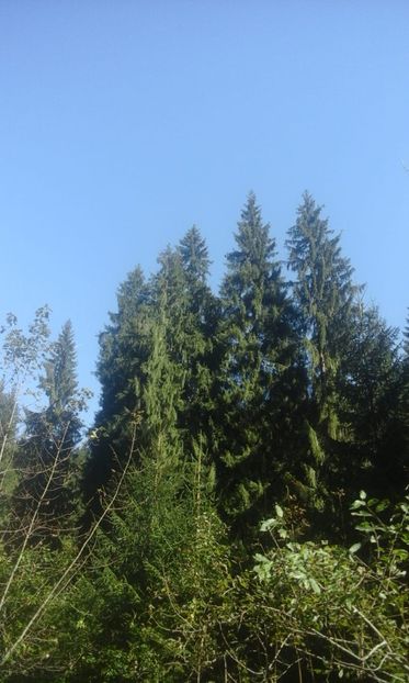IMG-20180924-WA0048 - Un weekend la munte REZERVAȚIA NATURALĂ APUSENI 2018
