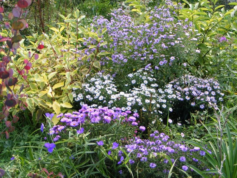  - Cand iti place asterul!