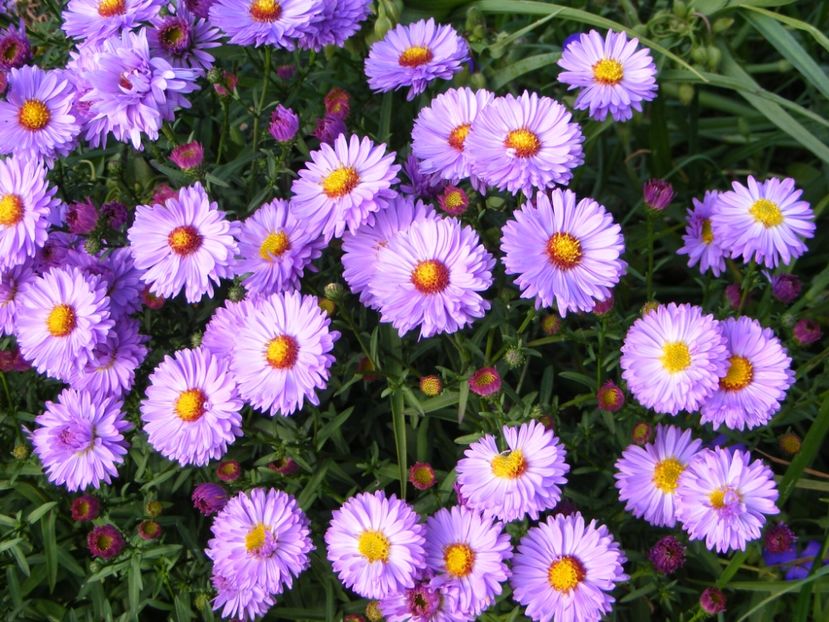  - Cand iti place asterul!