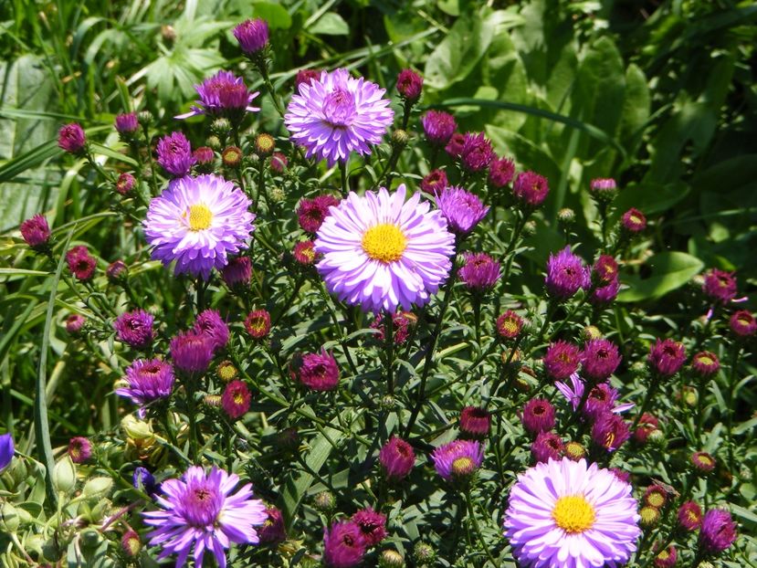  - Cand iti place asterul!