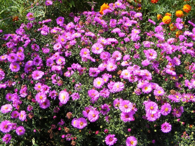  - Cand iti place asterul!