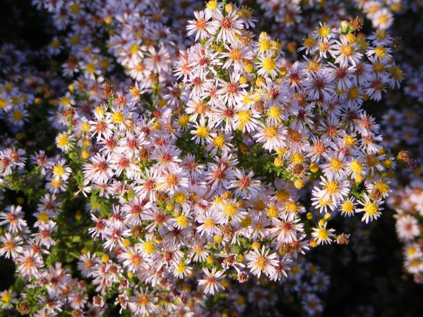  - Cand iti place asterul!