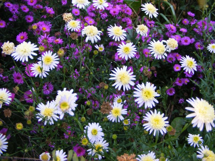 Kalimeris pinnatifida Hortensis - Cand iti place asterul!