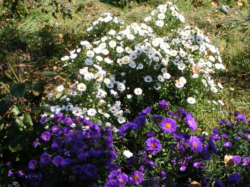  - Cand iti place asterul!