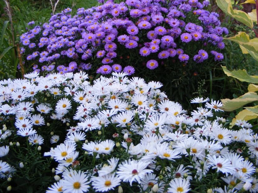  - Cand iti place asterul!