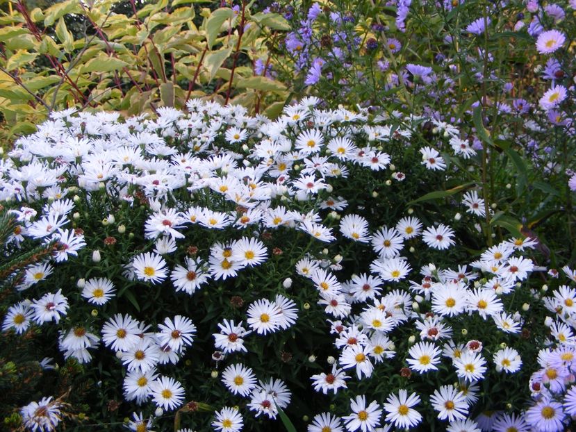  - Cand iti place asterul!