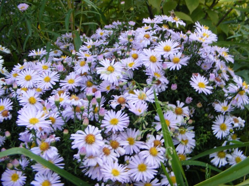  - Cand iti place asterul!