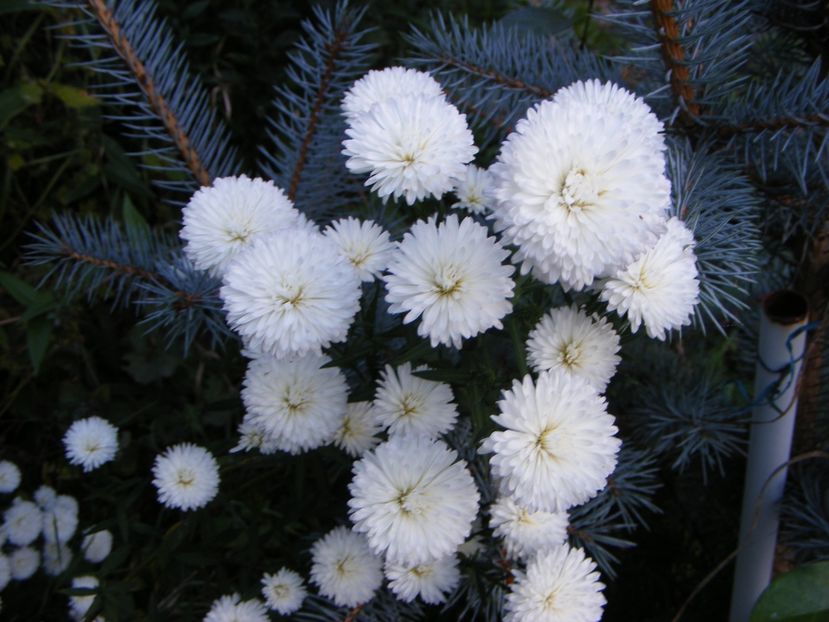  - Cand iti place asterul!