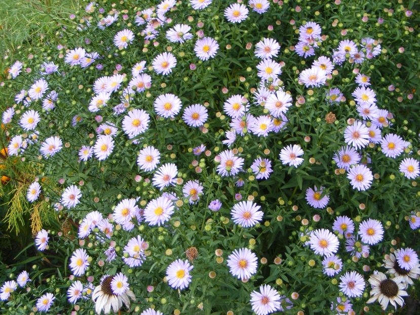  - Cand iti place asterul!