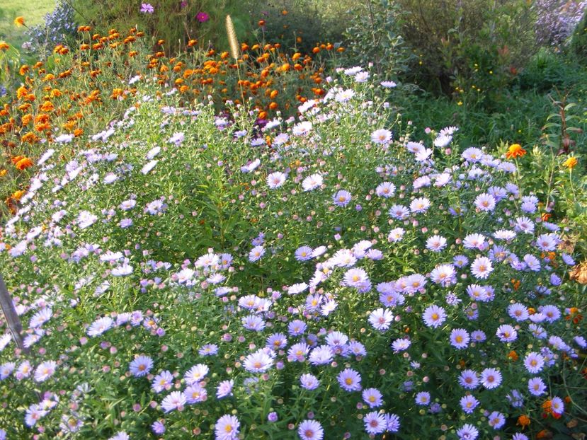  - Cand iti place asterul!