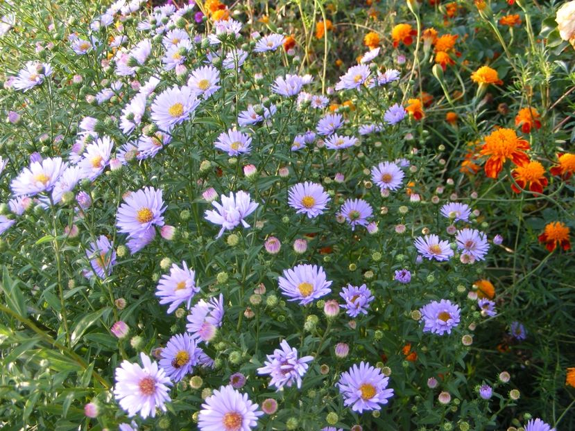  - Cand iti place asterul!