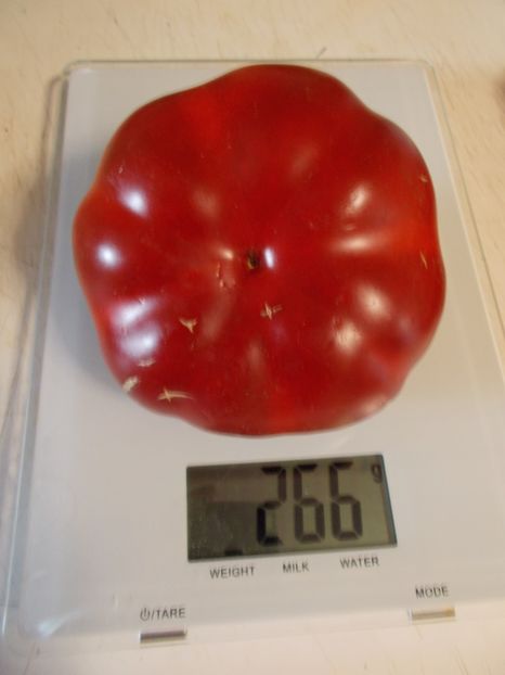  - SEMINTE ARDEI - A 18 GOGOSAR TUDU