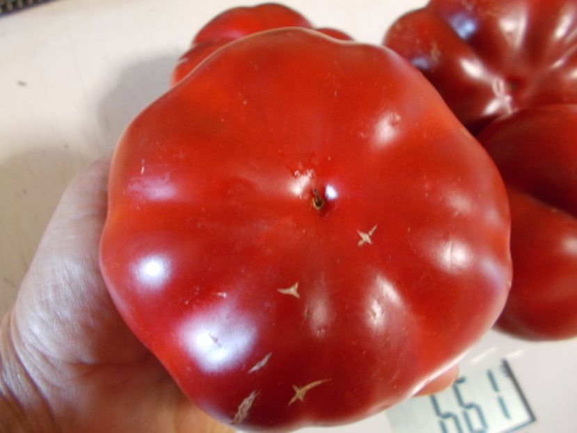  - SEMINTE ARDEI - A 18 GOGOSAR TUDU