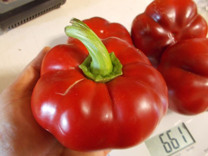  - SEMINTE ARDEI - A 18 GOGOSAR TUDU