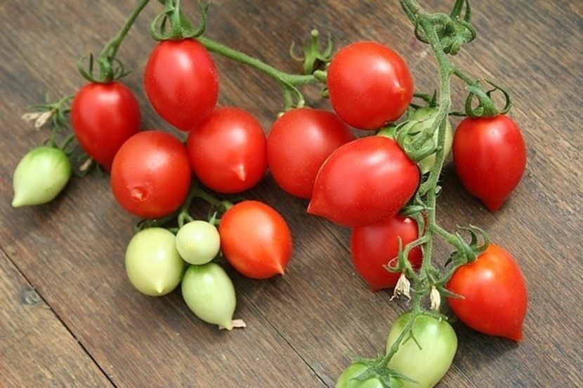  - SEMINTE ROSII - PRINCIPE BORGHESE