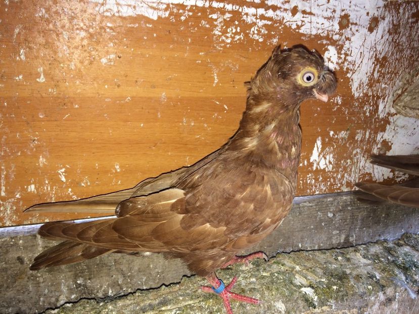 7142  mascul  2018 - Plecați ALBUM 2