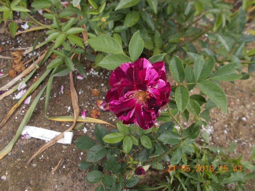 purple tiger - TRANDAFIRI 2018