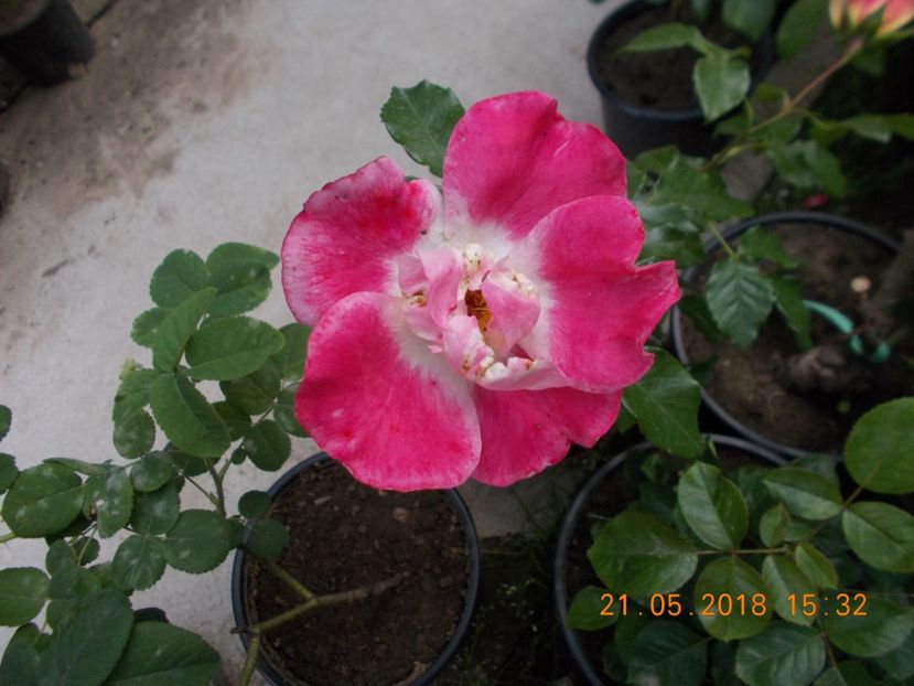 nn.1 - TRANDAFIRI 2018