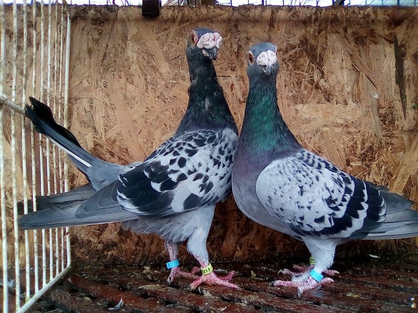  - V Perechi de 2017-viitoarea matca 2019