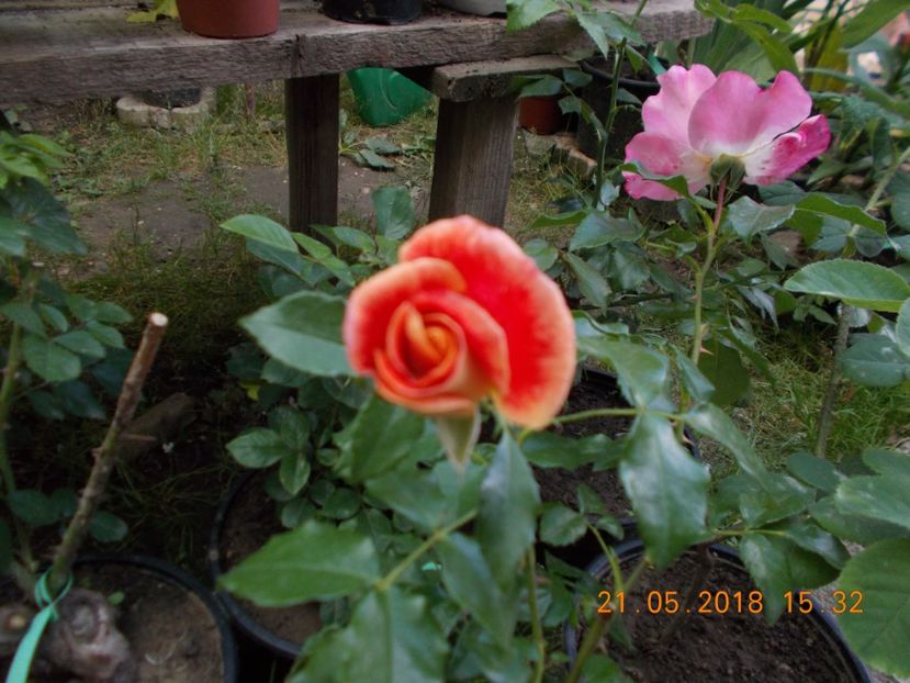 airbrush - TRANDAFIRI 2018