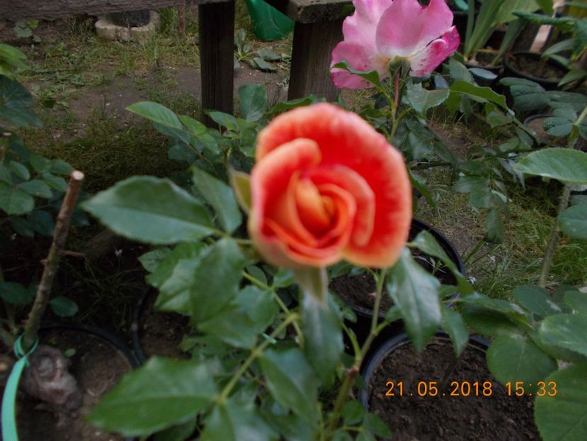 airbrush - TRANDAFIRI 2018