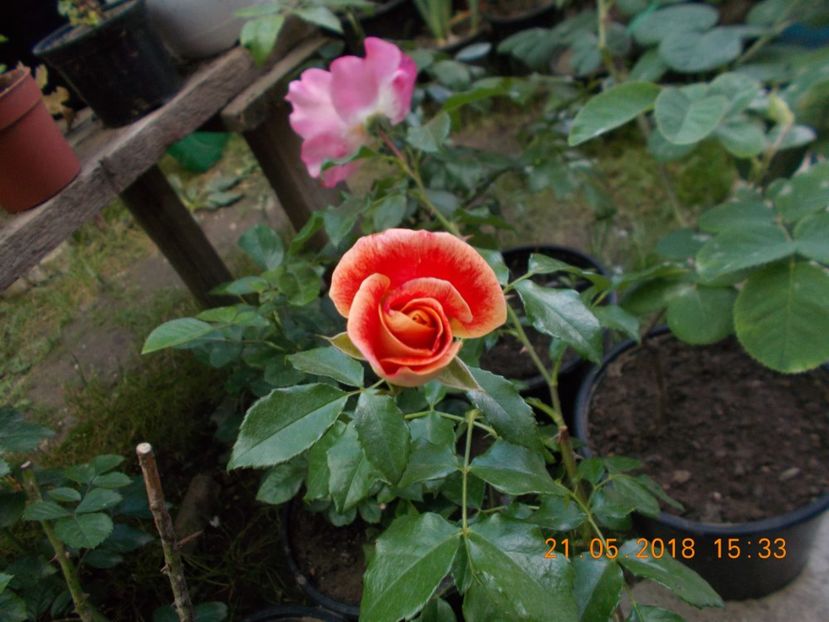 airbrush - TRANDAFIRI 2018