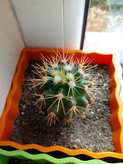  - Cactusi
