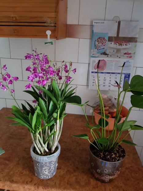  - Plante 2018