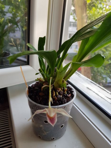  - Plante 2018