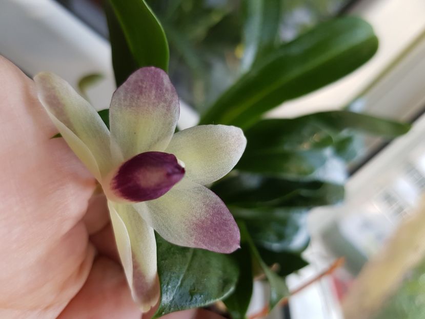  - Plante 2018