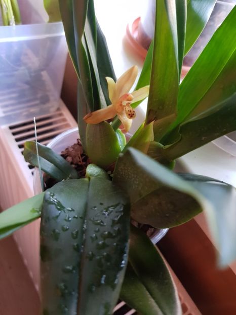  - Plante 2018