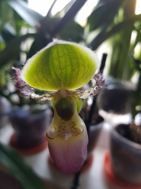  - Plante 2018