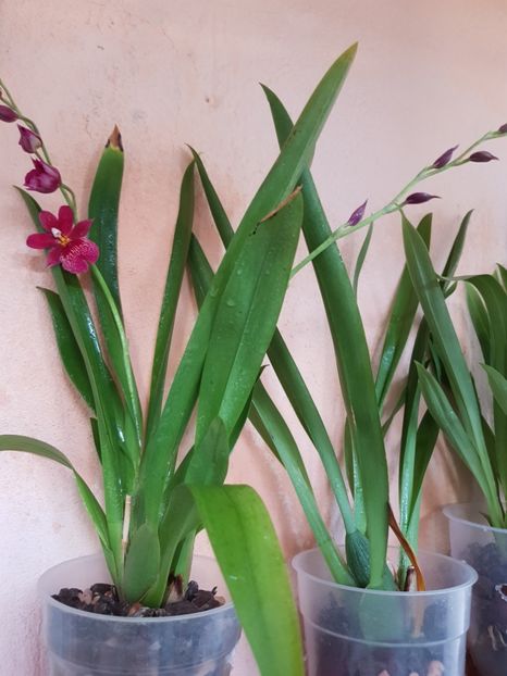  - Plante 2018