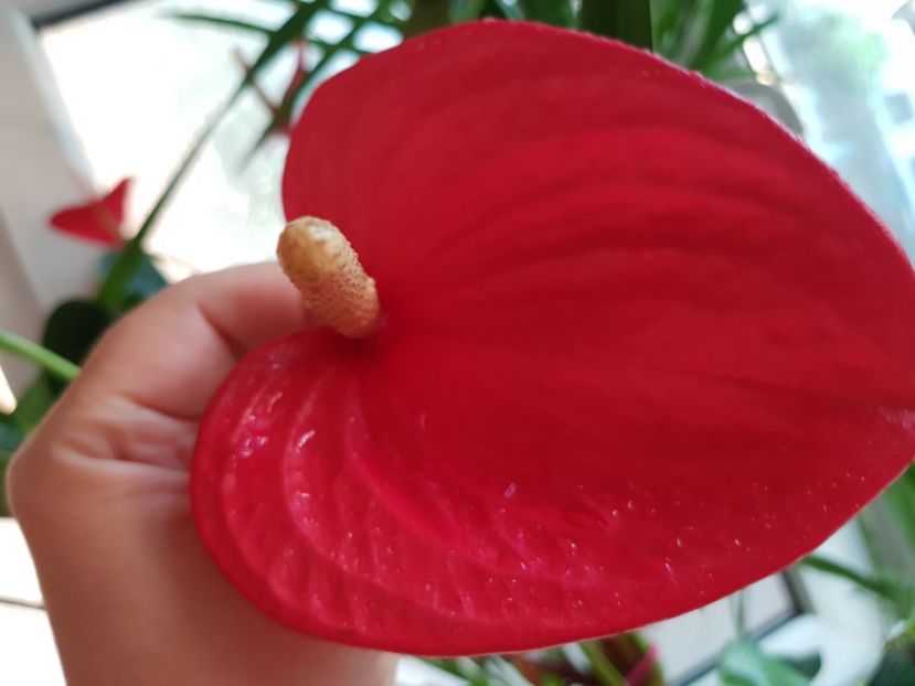  - Plante 2018