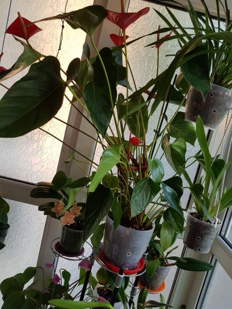 - Plante 2018