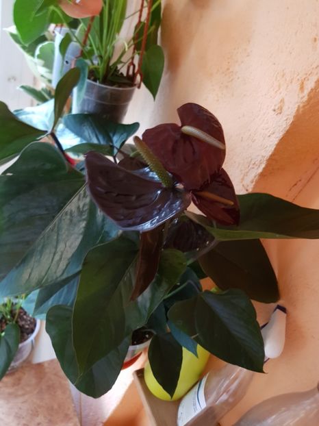  - Plante 2018